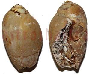 heera shankh